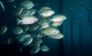 Raja Ampat 2019 - DSC08198_rc - Golden Rabbitfish - Poisson lapin a sselle doree - Siganus guttatus